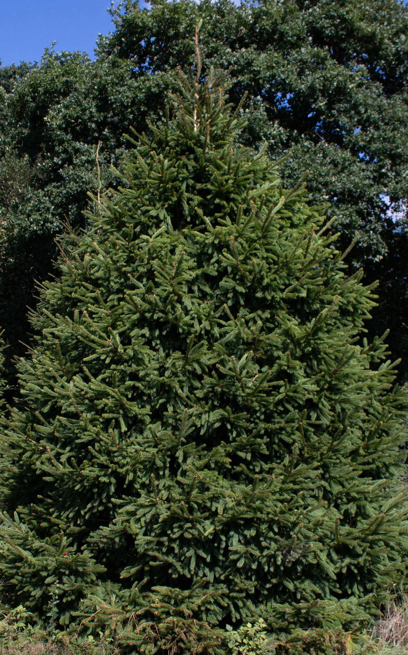 A wide variety of Christmas Trees available from The Tree Barn