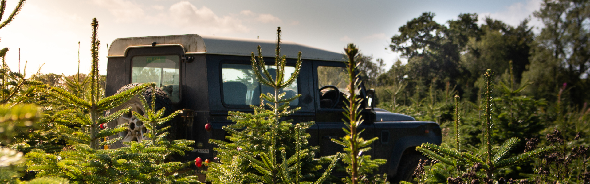 Land Rover amongst the Christmas Trees