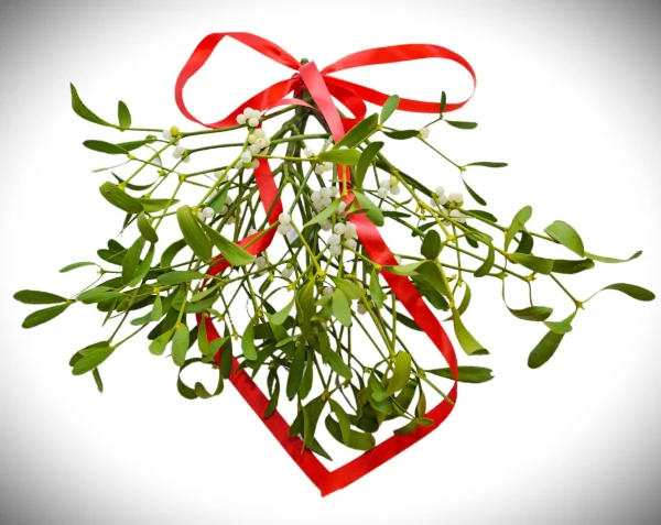 MISTLETOE £5.50 Mistletoe